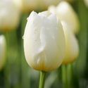 Tulipa Single Late ‘Pays Bas’