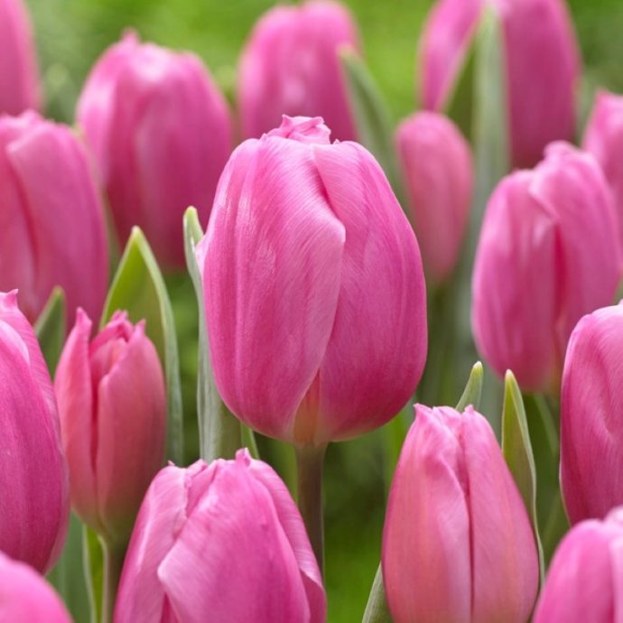 Tulipa Triumph ‘Pink Flag’