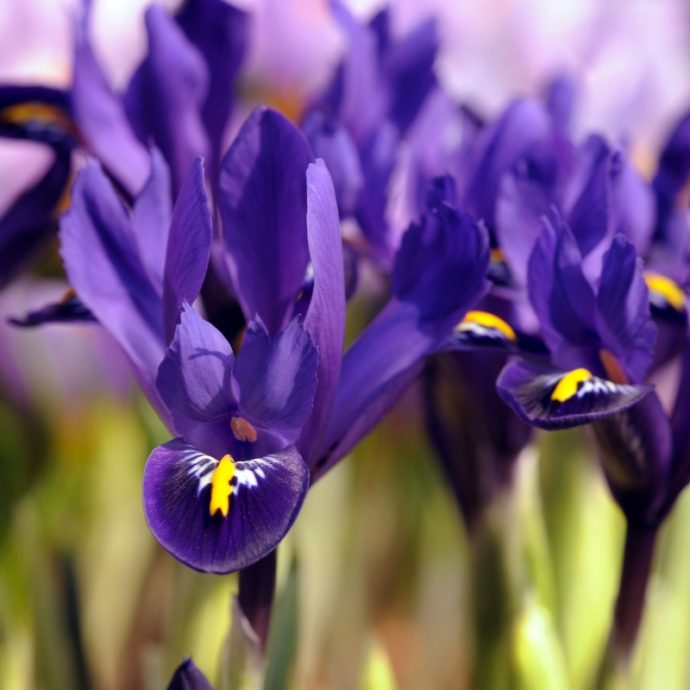 Iris Reticulata ‘Pixie’