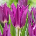 Tulipa Lily Flowering ‘Purple Dream’