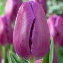 Tulipa Triumph ‘Purple Flag’
