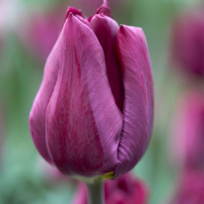 Tulipa Single Late ‘Purple Lady’