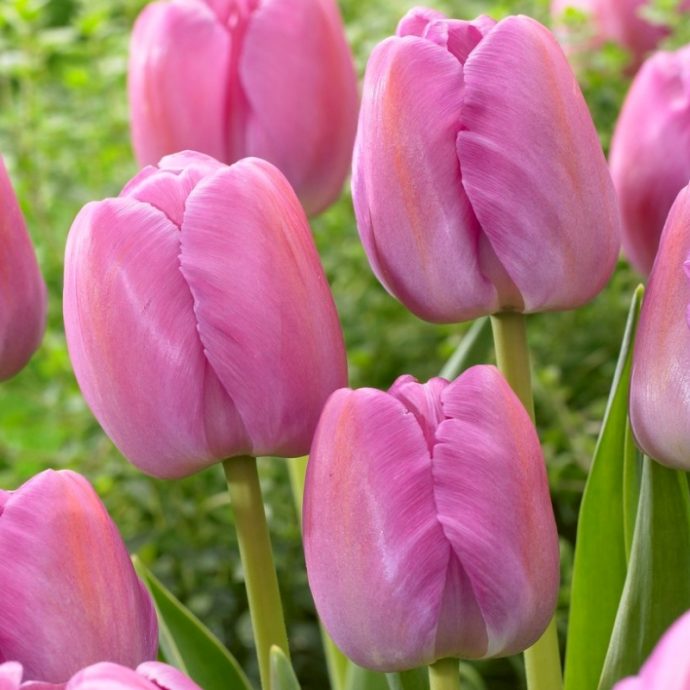 Tulipa Darwin Hybrid ‘Purple Pride’