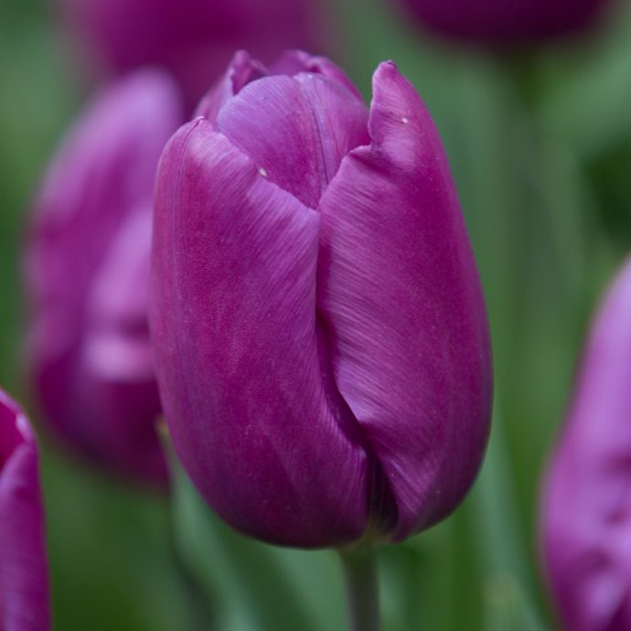 Tulipa Single Early ‘Purple Prince’