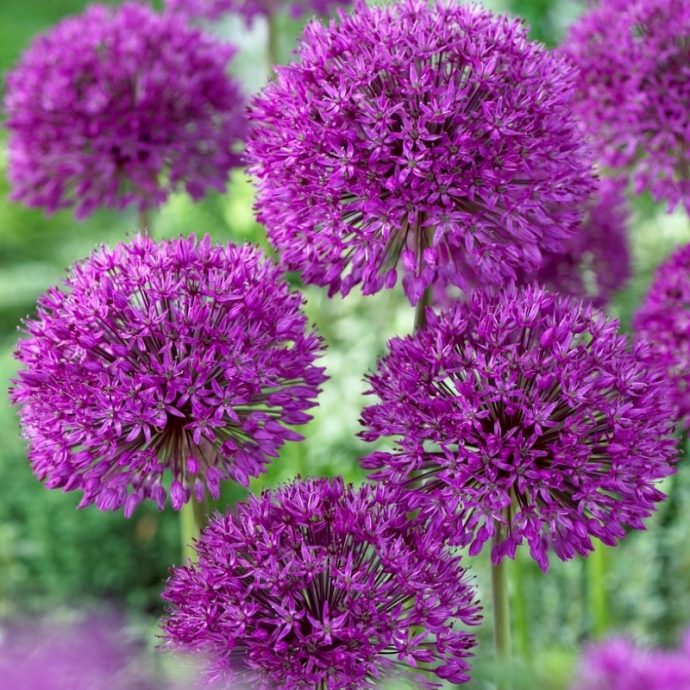 Allium Tall ‘Purple Sensation’