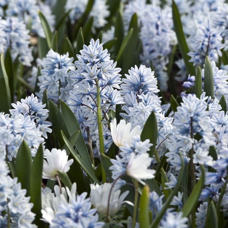 100 Russian Snowdrops Puschkinia Scilloides Top Quality Spring Flowering Garden Bulbs