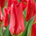 Tulipa Emperor ‘Red Emperor’
