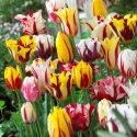 Tulipa Single Late ‘Rembrandt Mixture’