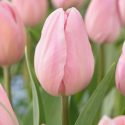 Tulipa Single Late ‘Rosalie’