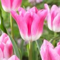 Tulipa Single Late ‘Royal Ten’