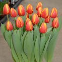 Tulipa Darwin Hybrid ‘Ad Rem’