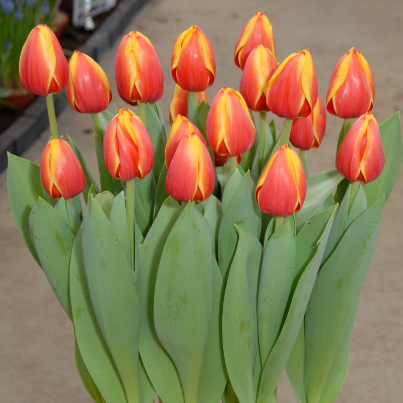 tulip Ad Rem