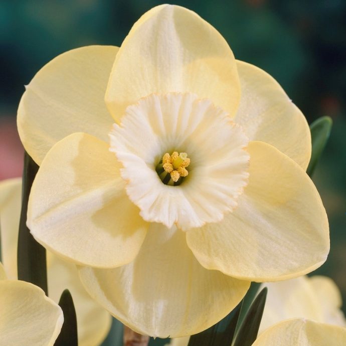 Narcissus Small Cupped ‘Suave’