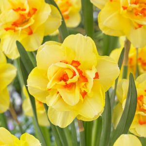daffodil Tahiti