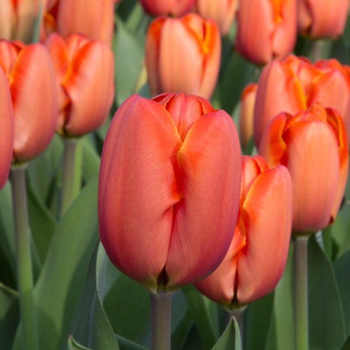 Tulipa Darwin Hybrid ‘Triple A’