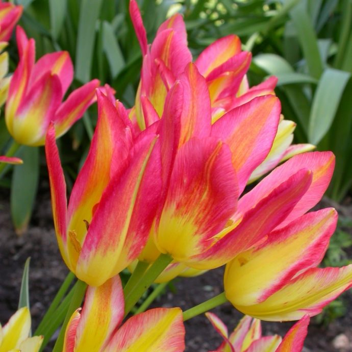 Tulipa Bunch Flowering ‘Antoinette’