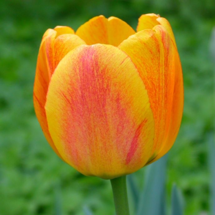 Tulipa Darwin Hybrid ‘Blushing Apeldoorn’