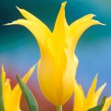 Tulipa Lily Flowering ‘West Point’