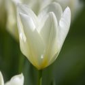 Tulipa Emperor ‘White Emperor’