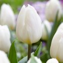 Tulipa Triumph ‘White Flag’