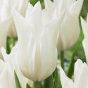 Tulipa Lily Flowering ‘White Triumphator’
