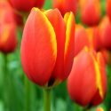 Tulipa Darwin Hybrid ‘World’s Favorite’