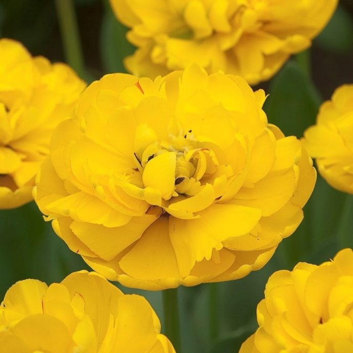 Tulipa Double Late ‘Yellow Pomponette’
