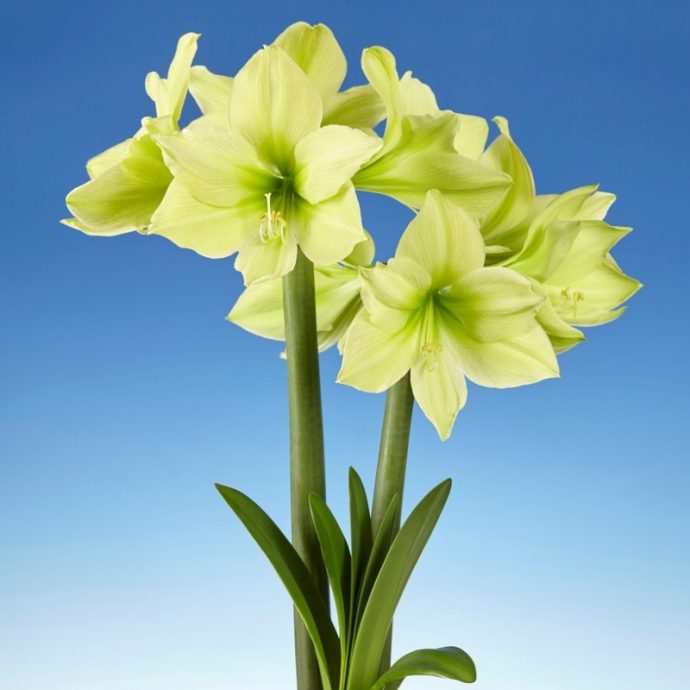 Order your amaryllis direct online | Ruigrok Flowerbulbs