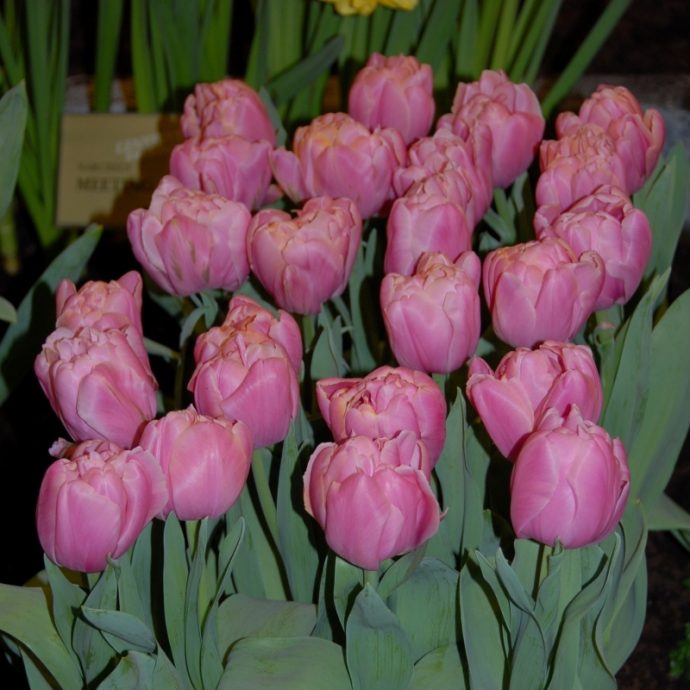 Tulipa Double Late ‘Pink Star’
