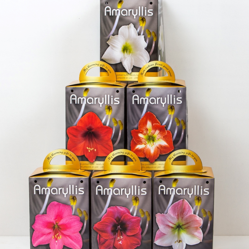 pre-potted amaryllis kits for wholesale