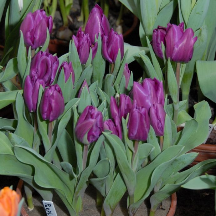 Tulipa Triumph ‘Purple Rain’
