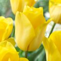 Tulipa Triumph ‘Strong Gold’