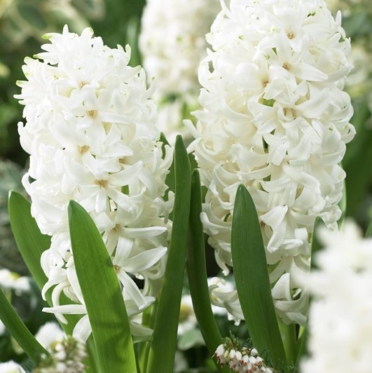 Hyacinthus Orientalis ‘White Pearl’