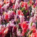 Landscaping With Hyacinths