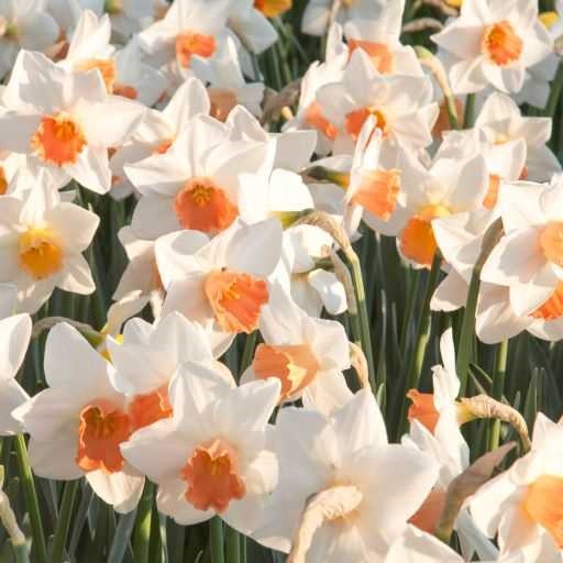 Narcissus Large Cupped ‘Accent’
