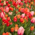 Tulipa Long-lasting Mixture ‘All Season Orange Mix’