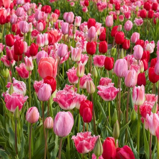 pink tulip blend