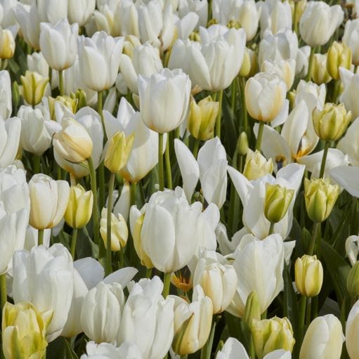 white tulip mixture