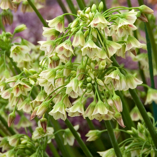 Allium Nectaroscordum