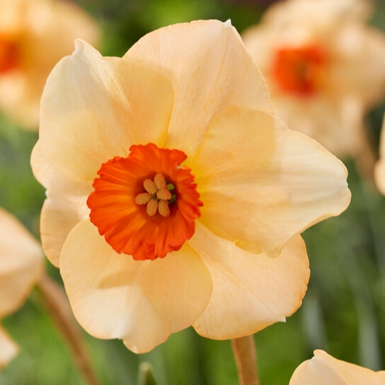 Daffodil Altruist