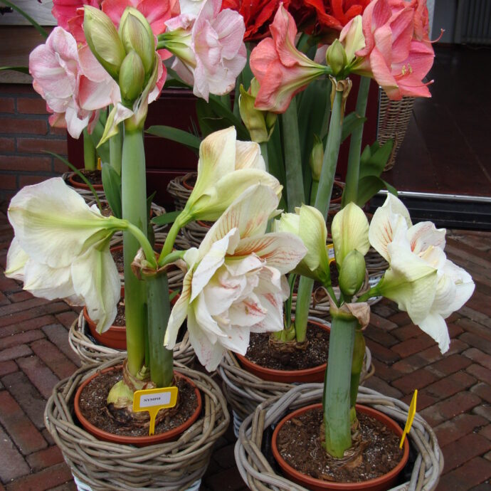 Assorted ‘Pre-Potted Amaryllis’