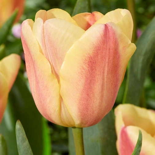 tulipa apricot foxx