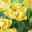 Tulipa Double Late ‘Avant Garde’