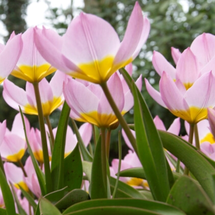 Tulipa Miniature ‘Bakeri Lilac Wonder’