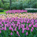 Tulipa Darwin Hybrid ‘Big Love’