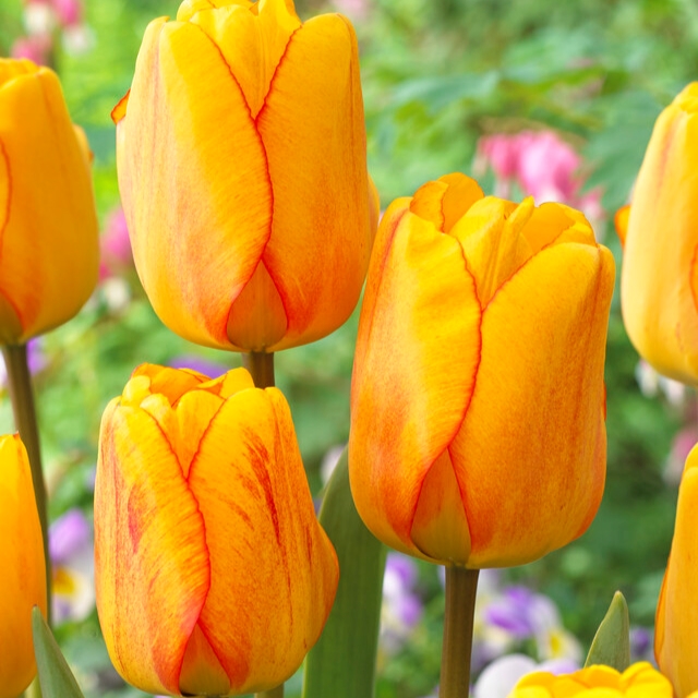 Tulipa Darwin Hybrid ‘Blushing Apeldoorn’