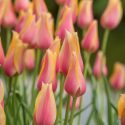 Tulipa Single Late ‘Blushing Lady’