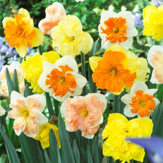 Butterfly Daffodil Mix