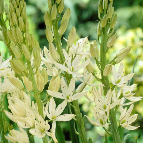 Camassia Leichtlinii 'Alba' - Ruigrok Flowerbulbs