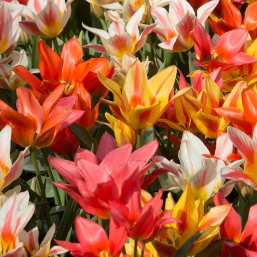 Tulipa Greigii ‘Canada Pride Mixture’